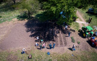 Se plantaron las primeras setecientas plantas de peperina del proyecto Flor de Laburo