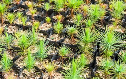 La UPC fomenta la reforestación de sus campus universitarios