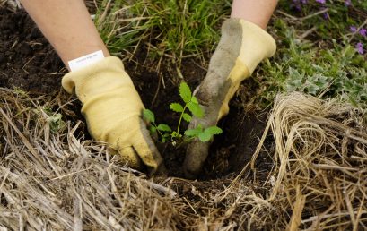 La UPC participó en la plantación de 230 árboles de tabaquillos